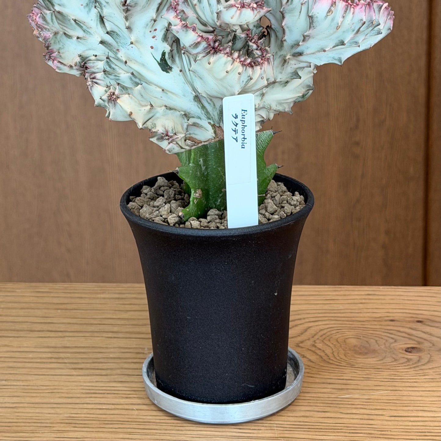 受け皿 アルミ製 ソーサー 直径9cm