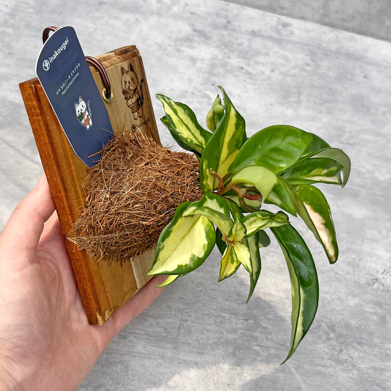 【現品販売】ホヤ カルノーサ エキゾチカ 板付け ねこのふわふわEX ねこの着生板 inakougei 限定ロゴ