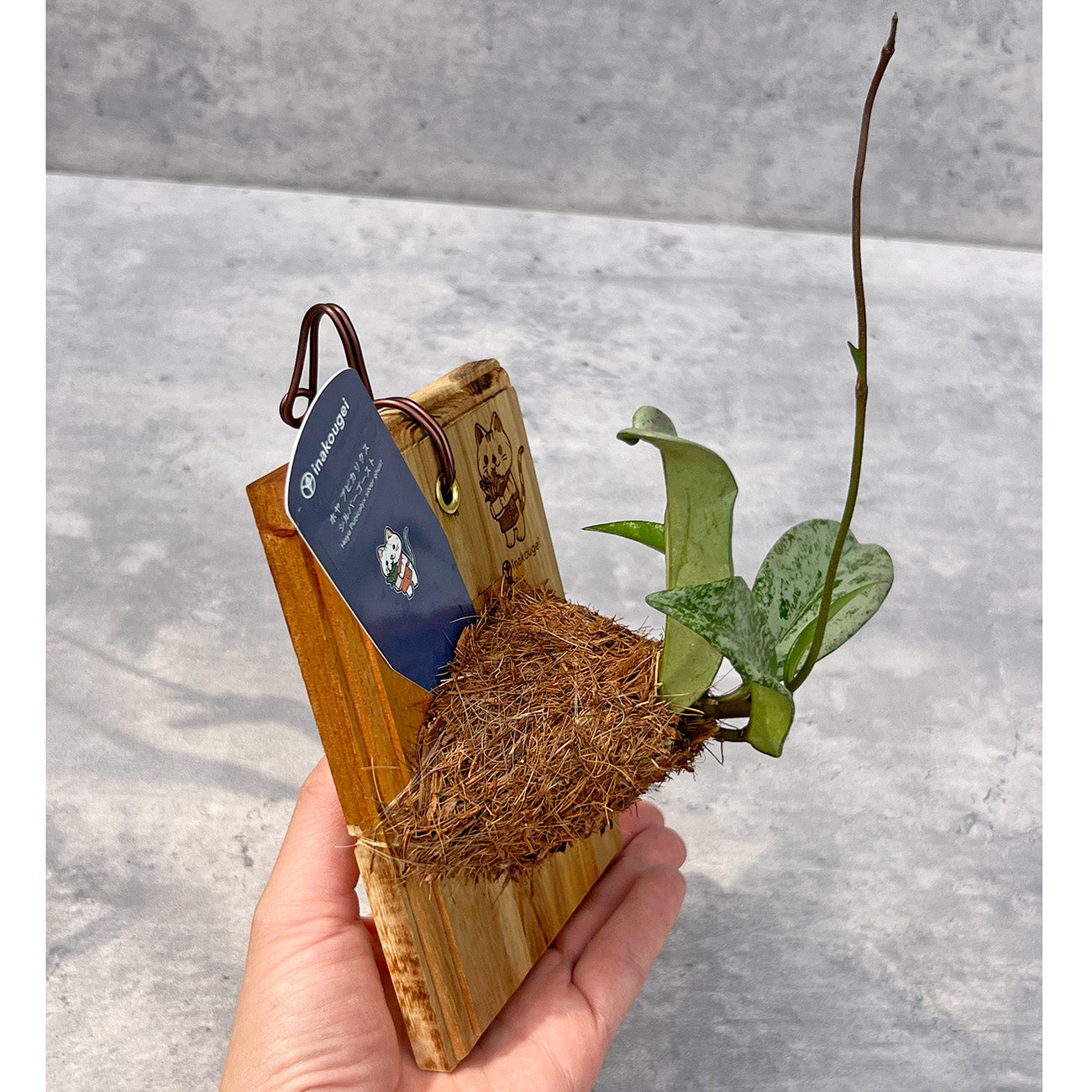 【現品販売】ホヤ プビカリクス シルバーゴースト Hoya Pubicalyx silver ghost 希少 レア 板付け ねこのふわふわEX ねこの着生板 inakougei 限定ロゴ