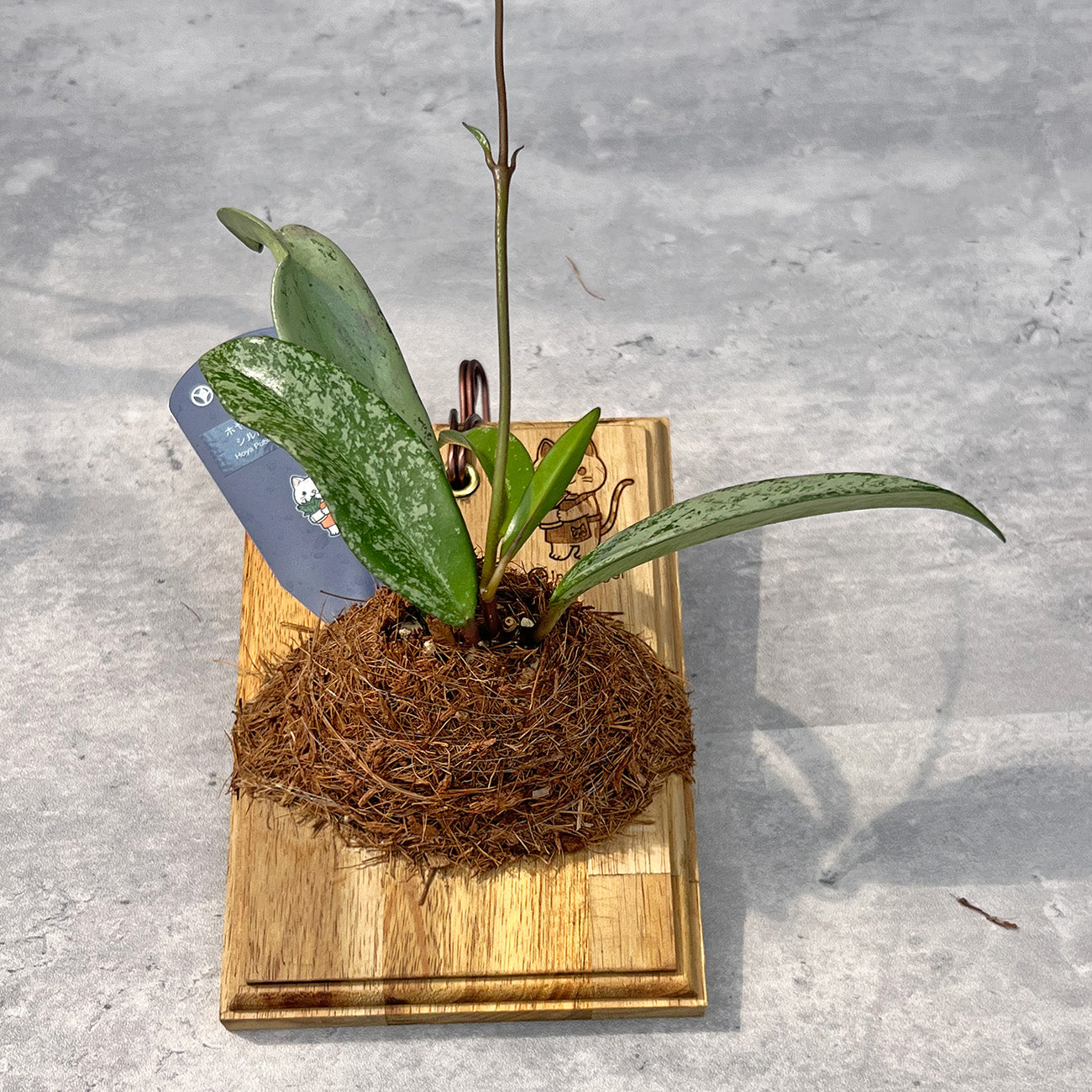 【現品販売】ホヤ プビカリクス シルバーゴースト Hoya Pubicalyx silver ghost 希少 レア 板付け ねこのふわふわEX ねこの着生板 inakougei 限定ロゴ