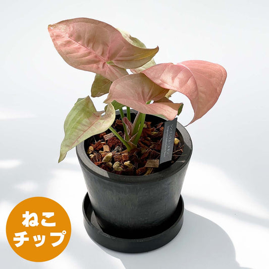 【現品販売】シンゴニウム ネオン 3号 BLACK PLASTIC POT 受け皿付き