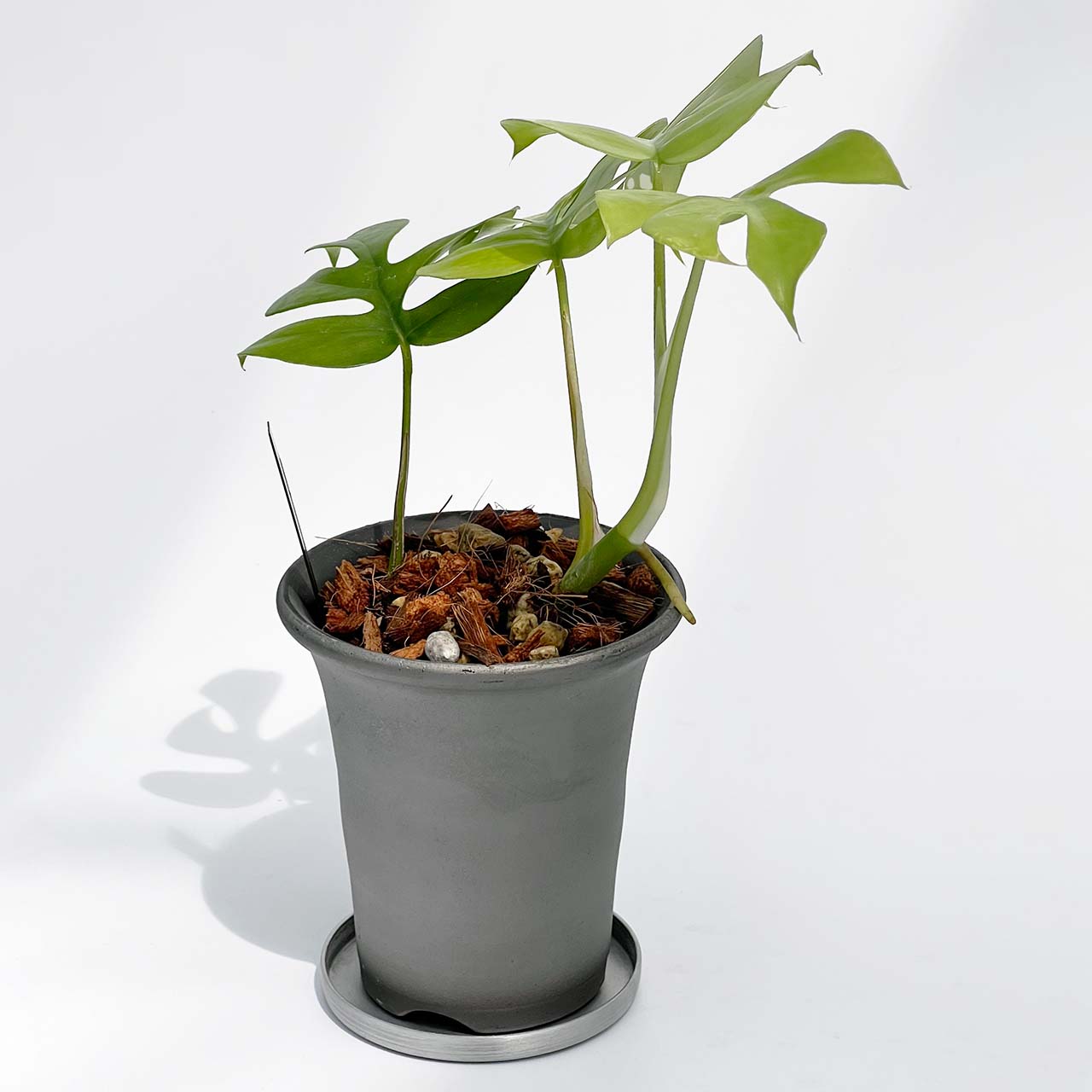 【現品販売】ヒメモンステラ 3号 SMOKED PLANTER 陶器鉢 アルミ 受け皿 ねこチップ