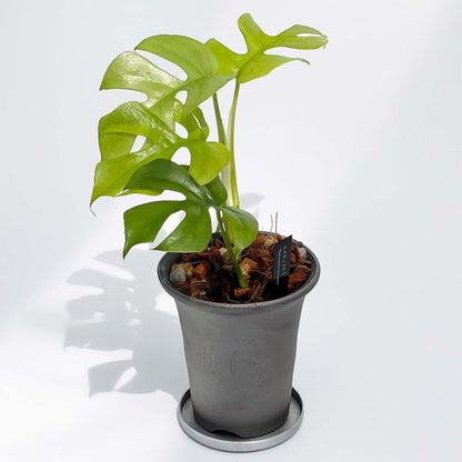 【現品販売】ヒメモンステラ 3号 SMOKED PLANTER 陶器鉢 アルミ 受け皿 ねこチップ