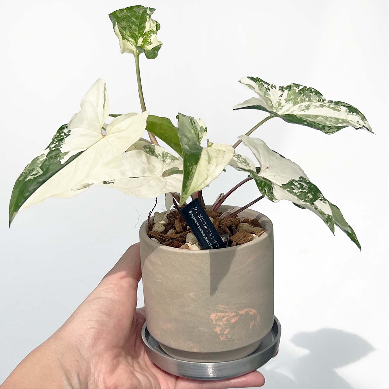 【現品販売】シンゴニウム フレンチマーブル 斑入り 3号 SOIL POT GY/OR 陶器鉢 アルミ 受け皿 ねこチップ