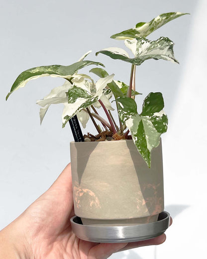 【現品販売】シンゴニウム フレンチマーブル 斑入り 3号 SOIL POT GY/OR 陶器鉢 アルミ 受け皿 ねこチップ