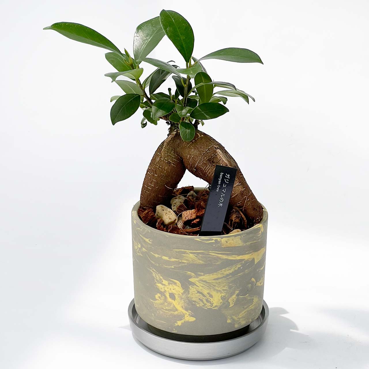 【現品販売】ガジュマルの木 3号 SOIL POT 水ゴテ 陶器鉢 アルミ 受け皿 ねこチップ