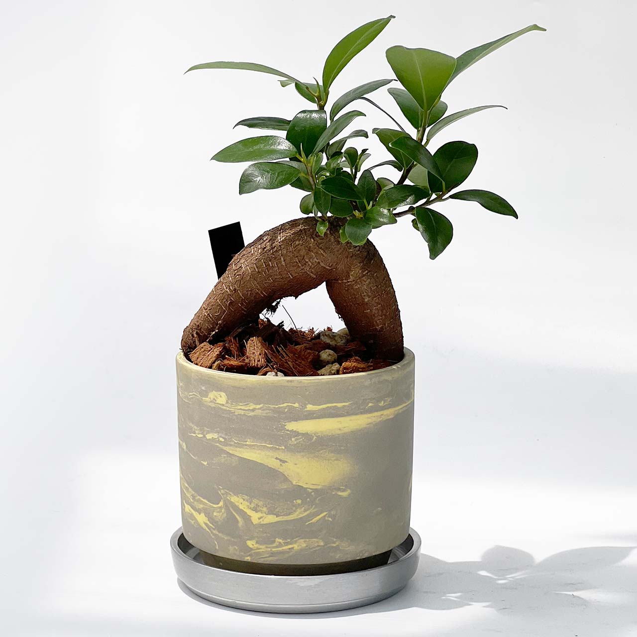 【現品販売】ガジュマルの木 3号 SOIL POT 水ゴテ 陶器鉢 アルミ 受け皿 ねこチップ