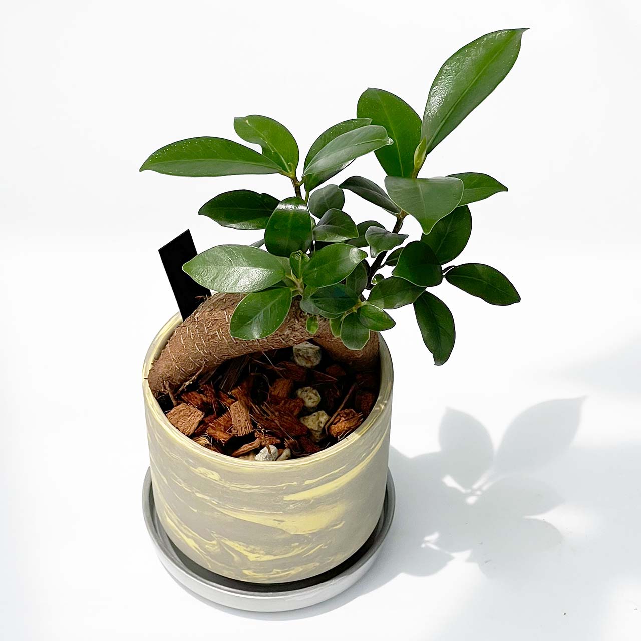 【現品販売】ガジュマルの木 3号 SOIL POT 水ゴテ 陶器鉢 アルミ 受け皿 ねこチップ