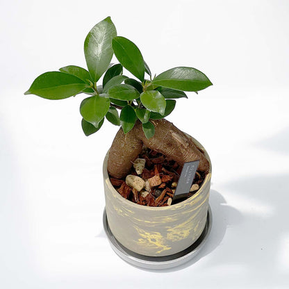 【現品販売】ガジュマルの木 3号 SOIL POT 水ゴテ 陶器鉢 アルミ 受け皿 ねこチップ