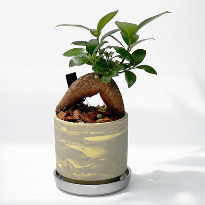 【現品販売】ガジュマルの木 3号 SOIL POT 水ゴテ 陶器鉢 アルミ 受け皿 ねこチップ