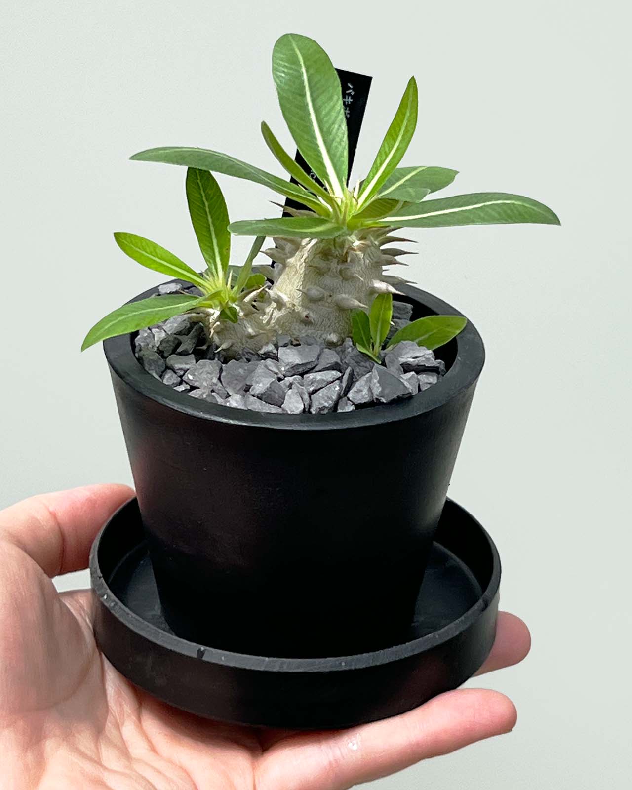 現品販売】パキポディウム ブレビカウレ 恵比寿笑い 実生 BLACK PLASTIC POT 8cm×6.5cm プラスチック鉢 塊根 –  inakougei