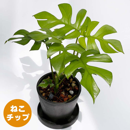 【現品販売】ヒメモンステラ 4号 BLACK PLASTIC POT 受け皿付き ねこチップ栽培