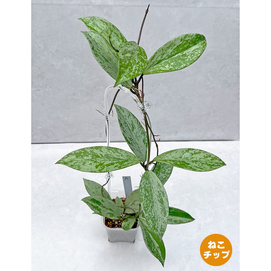 【現品販売】ホヤ プビカリクス シルバーゴースト 透明 コーデ クリア トレリス ネガミエル 3.5号 Hoya Pubicalyx silver ghost 希少 レア ねこチップ A