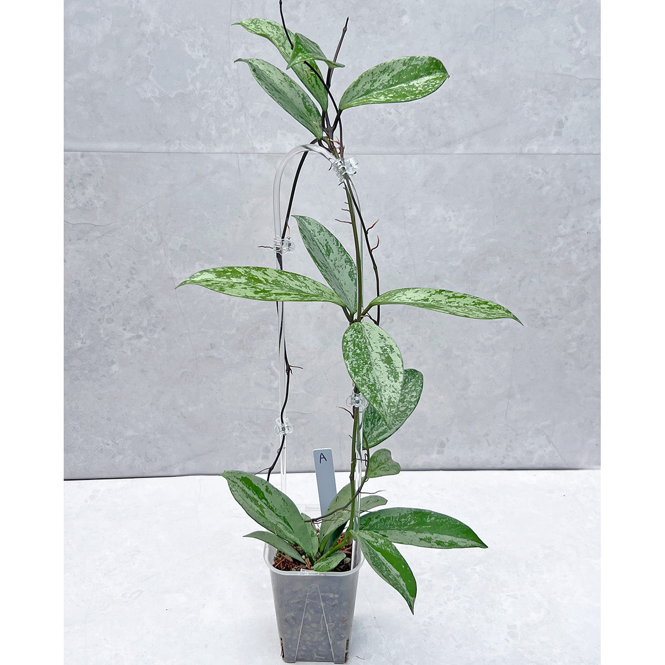 【現品販売】ホヤ プビカリクス シルバーゴースト 透明 コーデ クリア トレリス ネガミエル 3.5号 Hoya Pubicalyx silver ghost 希少 レア ねこチップ A