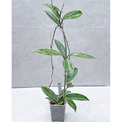 【現品販売】ホヤ プビカリクス シルバーゴースト 透明 コーデ クリア トレリス ネガミエル 3.5号 Hoya Pubicalyx silver ghost 希少 レア ねこチップ A
