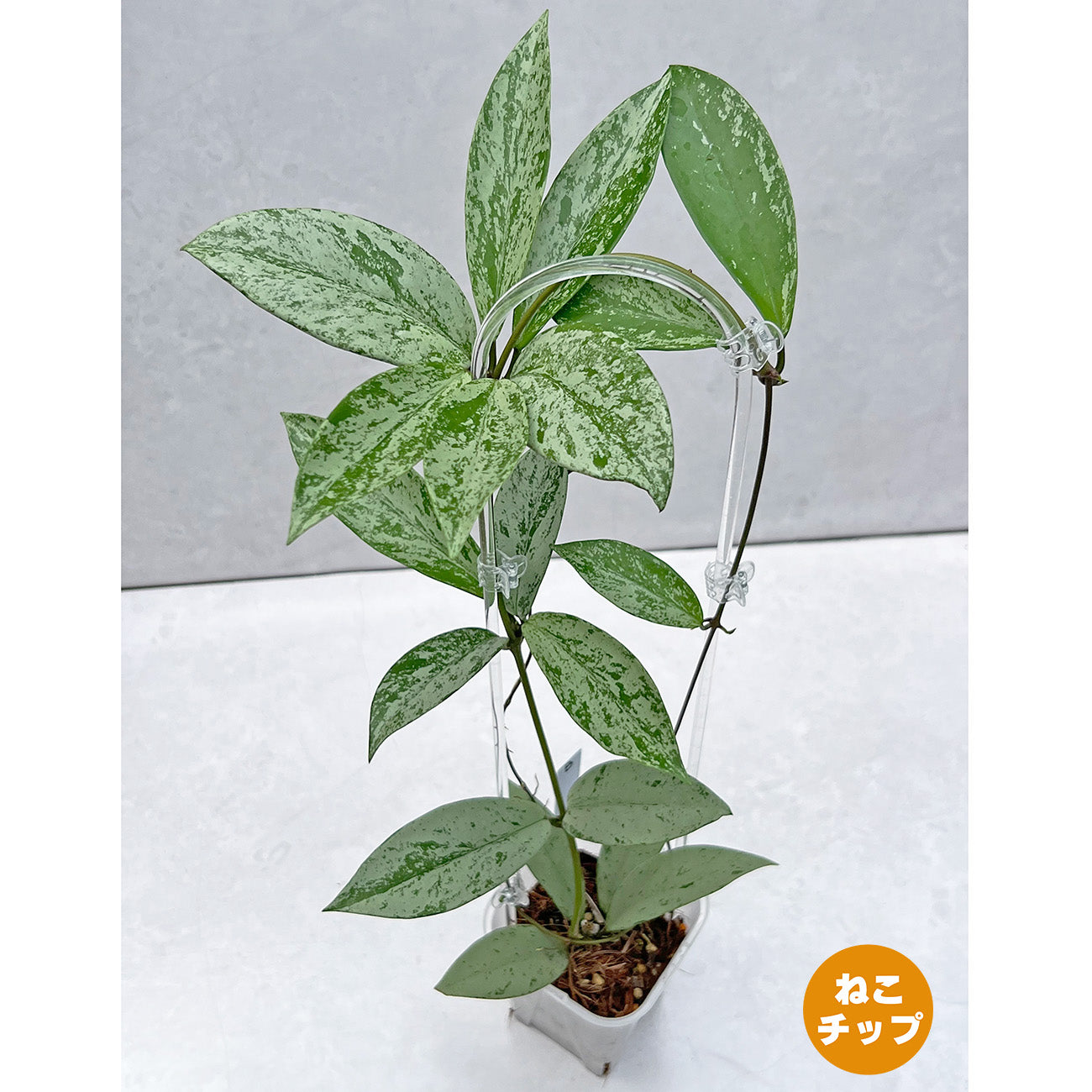 【現品販売】ホヤ プビカリクス シルバーゴースト 透明 コーデ クリア トレリス ネガミエル 3.5号 Hoya Pubicalyx silver ghost 希少 レア ねこチップ B