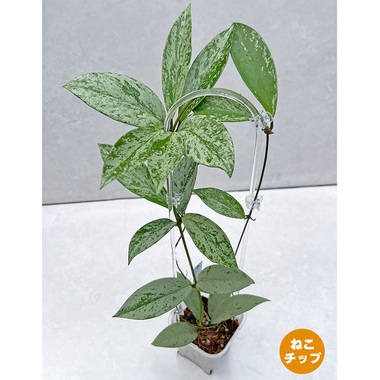 【現品販売】ホヤ プビカリクス シルバーゴースト 透明 コーデ クリア トレリス ネガミエル 3.5号 Hoya Pubicalyx silver ghost 希少 レア ねこチップ B