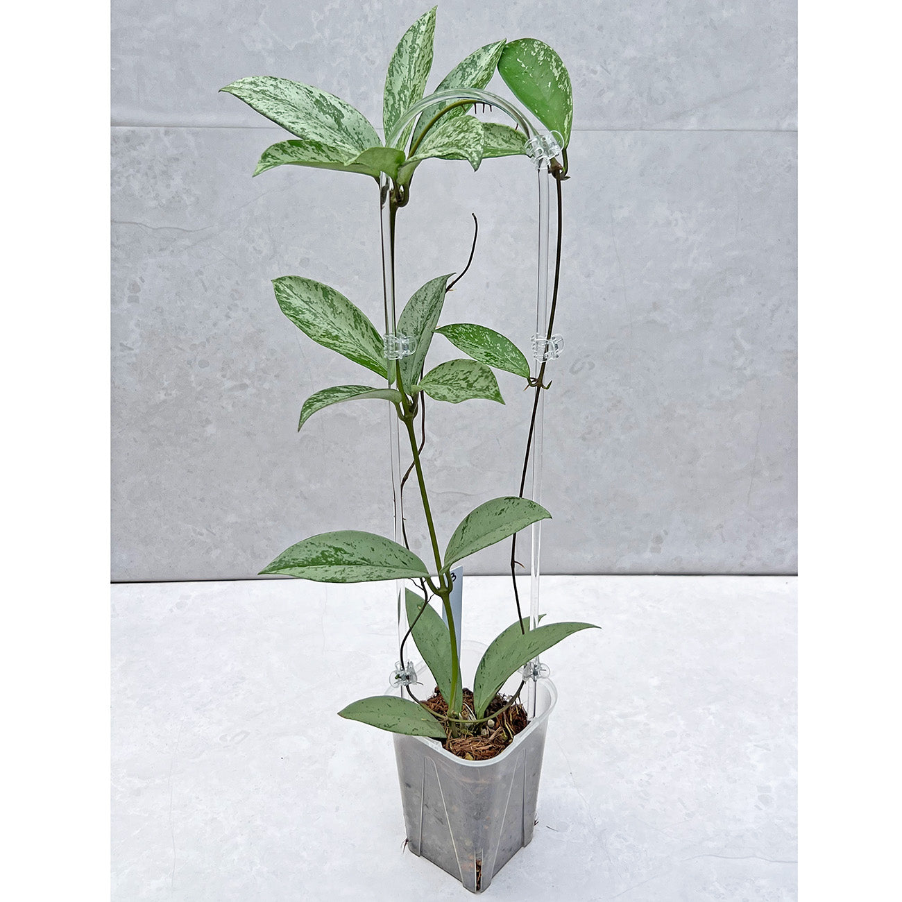 【現品販売】ホヤ プビカリクス シルバーゴースト 透明 コーデ クリア トレリス ネガミエル 3.5号 Hoya Pubicalyx silver ghost 希少 レア ねこチップ B