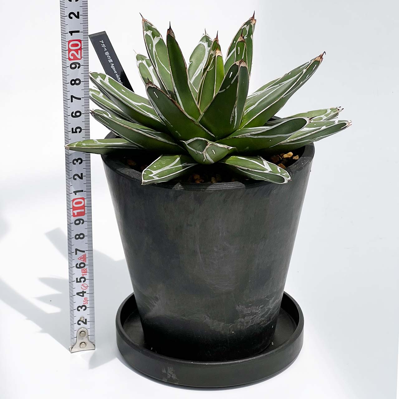 【現品販売】アガベ 笹雪 4号 直径約17cm BLACK PLASTIC POT 12.7cm×12.7cm  4号 黒 プラ鉢 受け皿付き