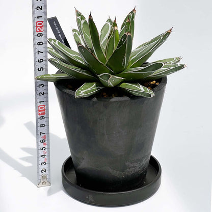 【現品販売】アガベ 笹雪 4号 直径約17cm BLACK PLASTIC POT 12.7cm×12.7cm  4号 黒 プラ鉢 受け皿付き