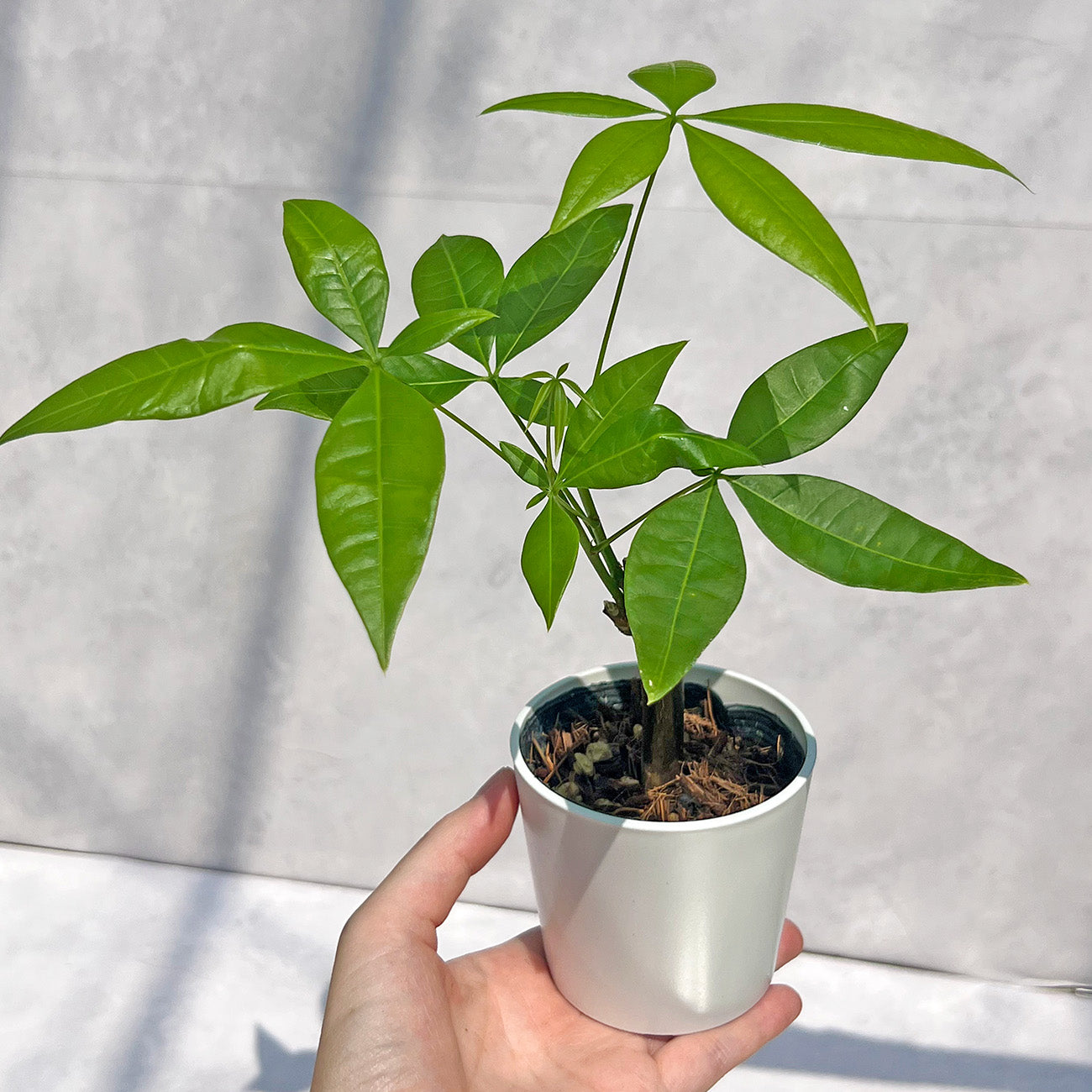 実生パキラ ねこチップ