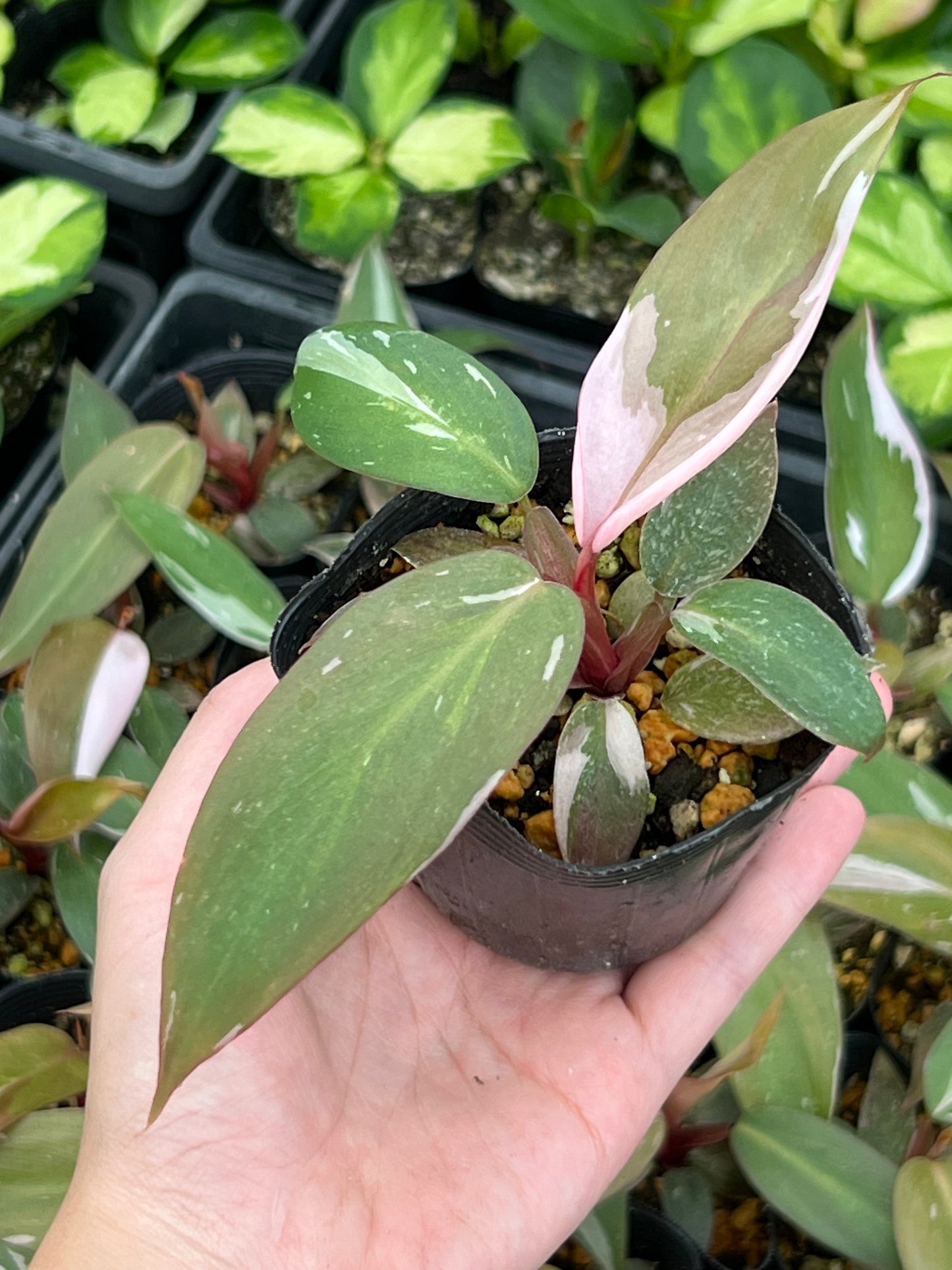 フィロデンドロン ピンクプリンセス