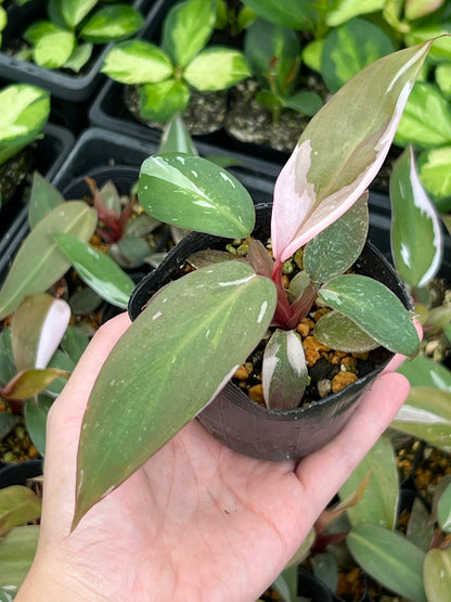 フィロデンドロン ピンクプリンセス