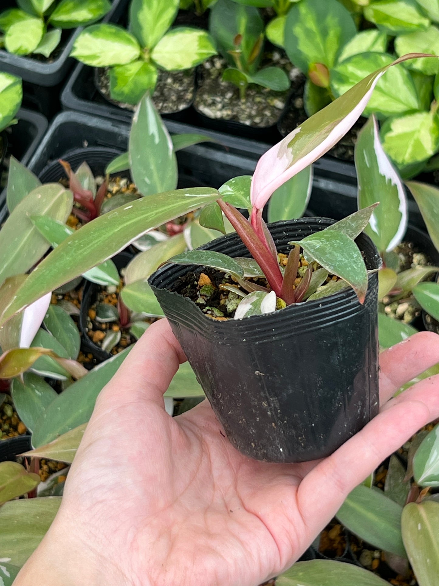 フィロデンドロン ピンクプリンセス