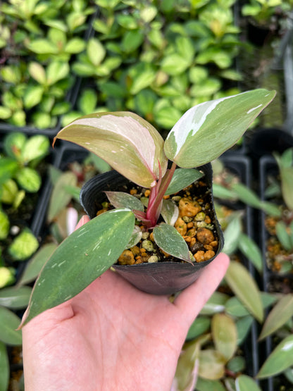 フィロデンドロン ピンクプリンセス