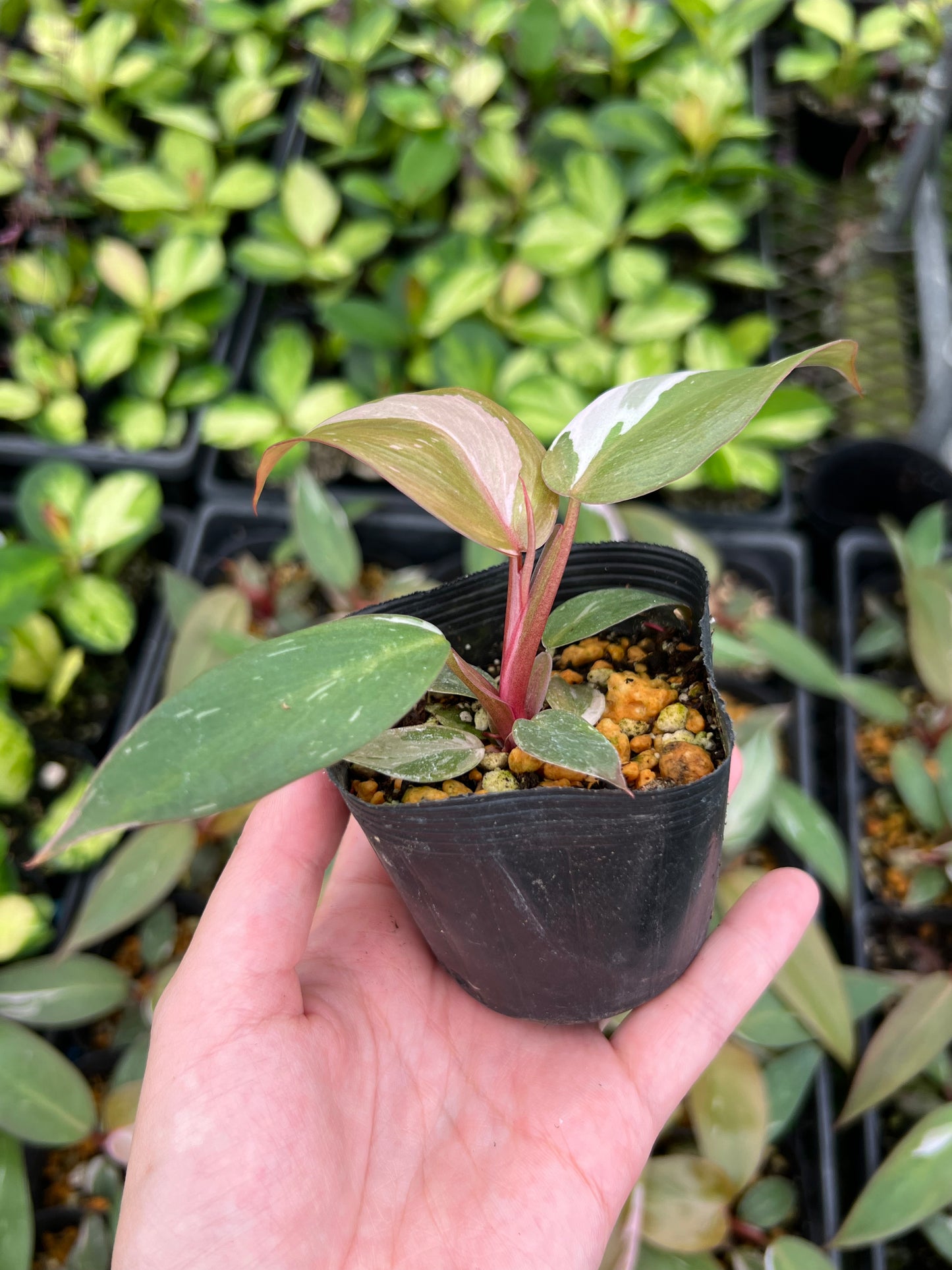 フィロデンドロン ピンクプリンセス