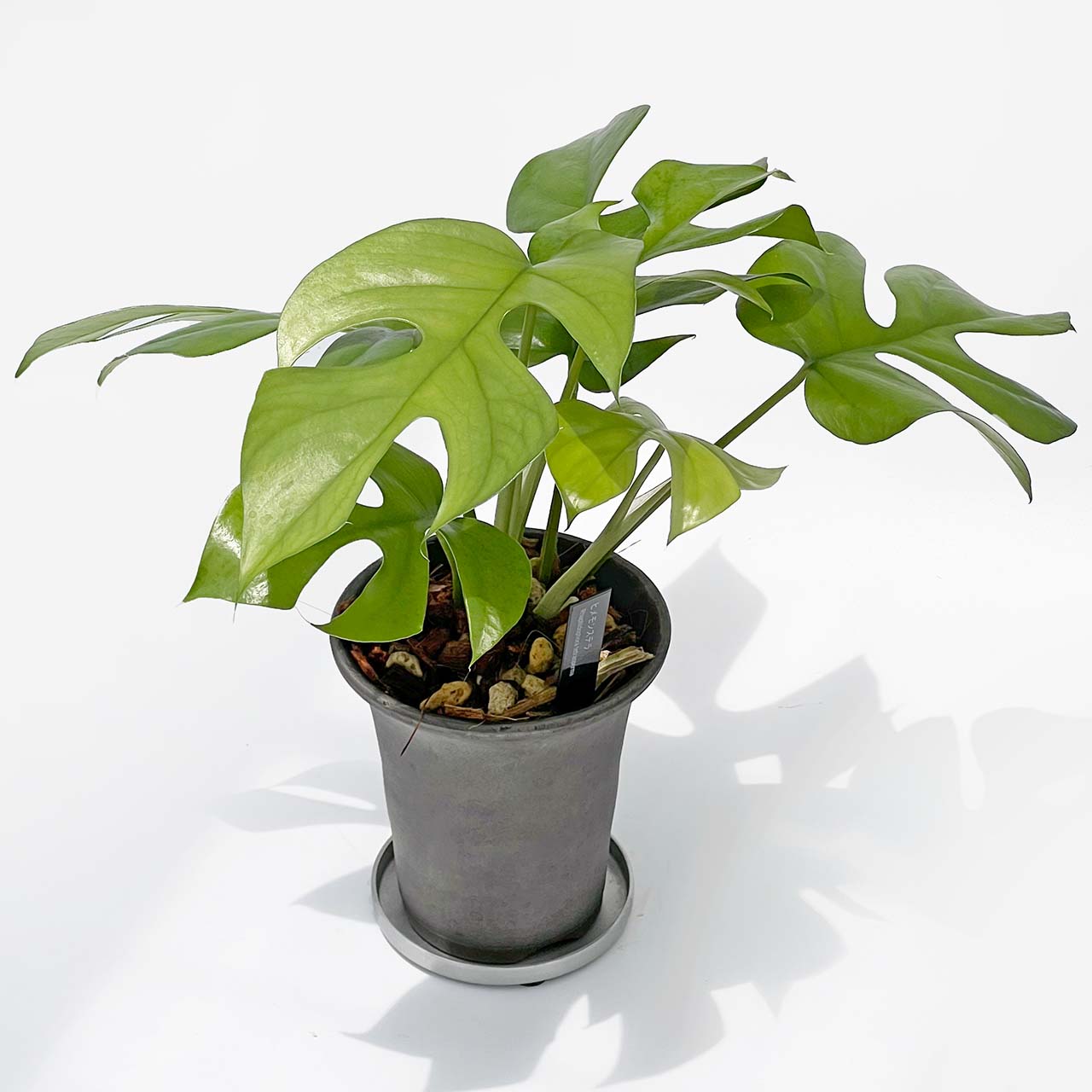 【現品販売】ヒメモンステラ 3号 SMOKED PLANTER 燻し 三河焼き 陶器鉢 アルミ 受け皿 ねこチップ