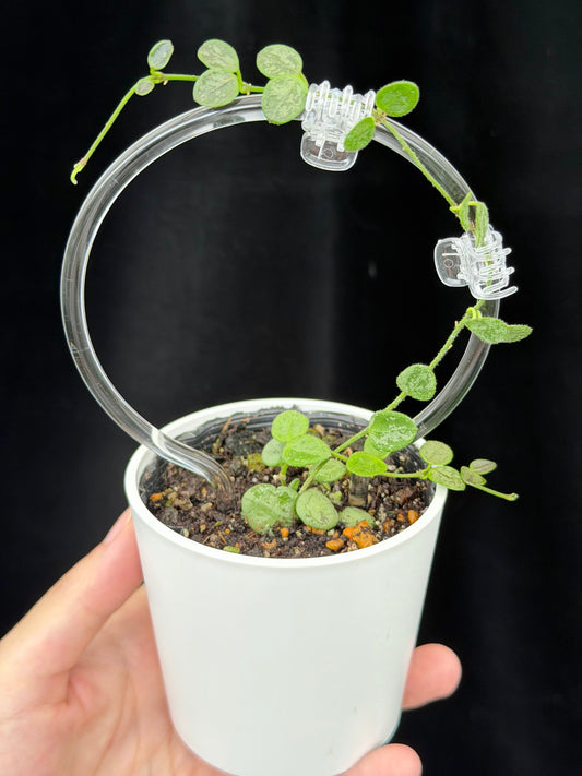 【一点もの】ホヤ セルペンス シルバー Hoya Serpens silver クリア支柱Sサイズ仕立て 希少 レア