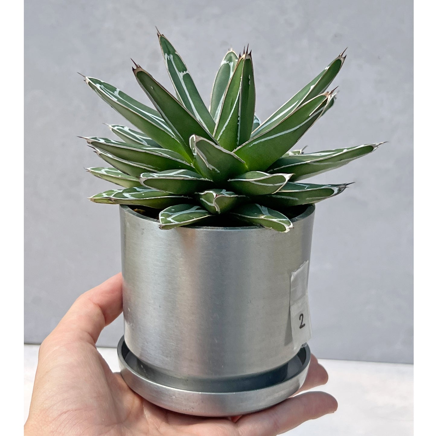 【現品販売】アガベ 笹雪 3号 SOIL POT アルミ 受け皿 2