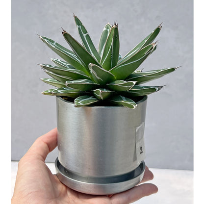 【現品販売】アガベ 笹雪 3号 SOIL POT アルミ 受け皿 2