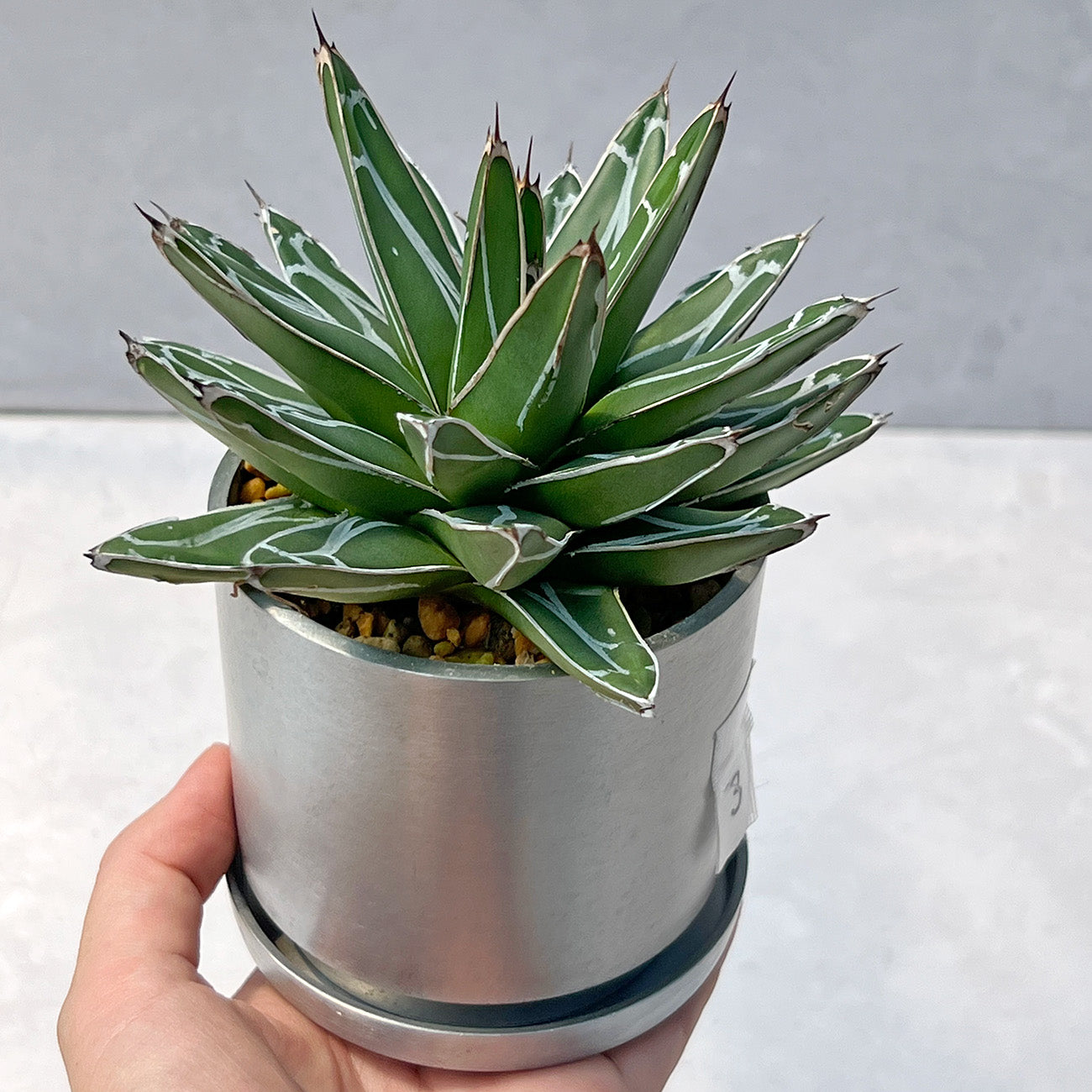 グリコ おまけ〈お花 鉢植え 〉セルロイド グリコ おまけ〈お花 鉢植え 〉セルロイド グリコ おまけ〈お花