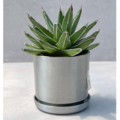 【現品販売】アガベ 笹雪 3号 SOIL POT アルミ 受け皿 3