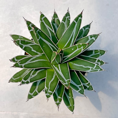【現品販売】アガベ 笹雪 3号 SOIL POT アルミ 受け皿 3