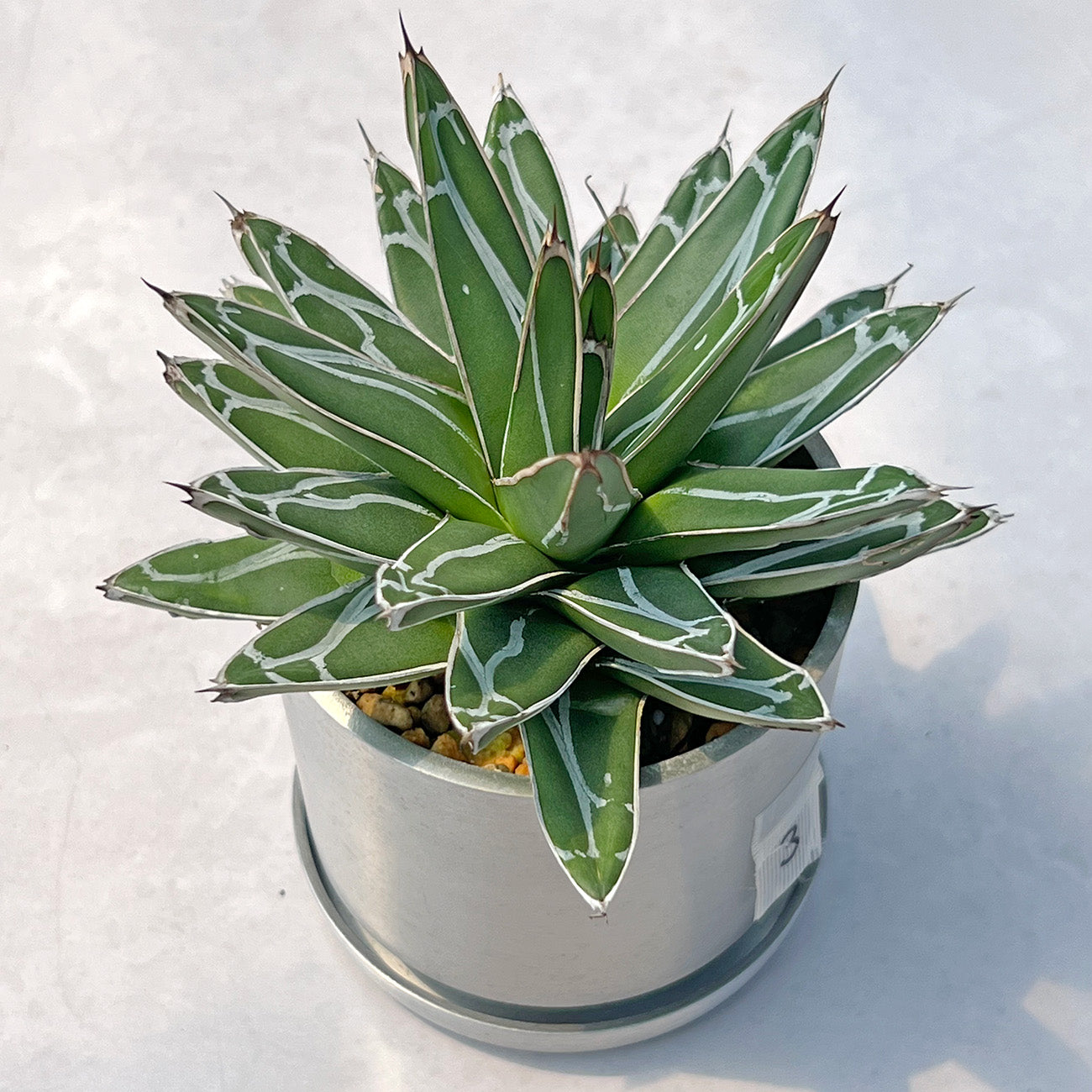 【現品販売】アガベ 笹雪 3号 SOIL POT アルミ 受け皿 3