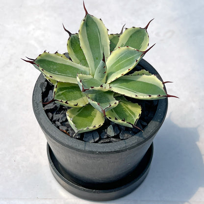 【現品販売】アガベ 吉祥冠錦 3号 BLACK PLASTIC POT 黒 プラ鉢 受け皿付き