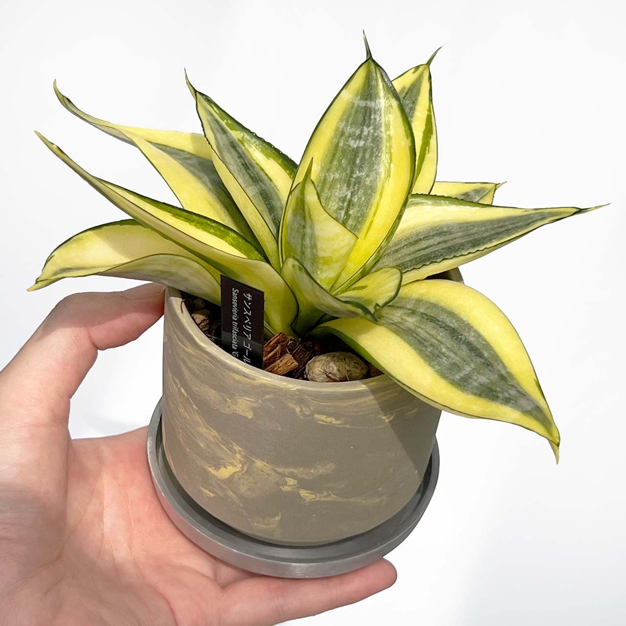 【現品販売】サンスベリア ゴールデン ハニー 3号 SOIL POT 水ゴテ 陶器鉢 アルミ 受け皿 ねこチップ