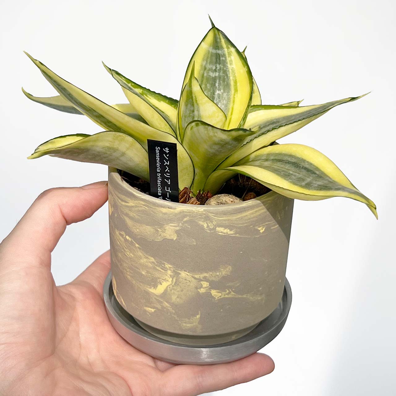 【現品販売】サンスベリア ゴールデン ハニー 3号 SOIL POT 水ゴテ 陶器鉢 アルミ 受け皿 ねこチップ