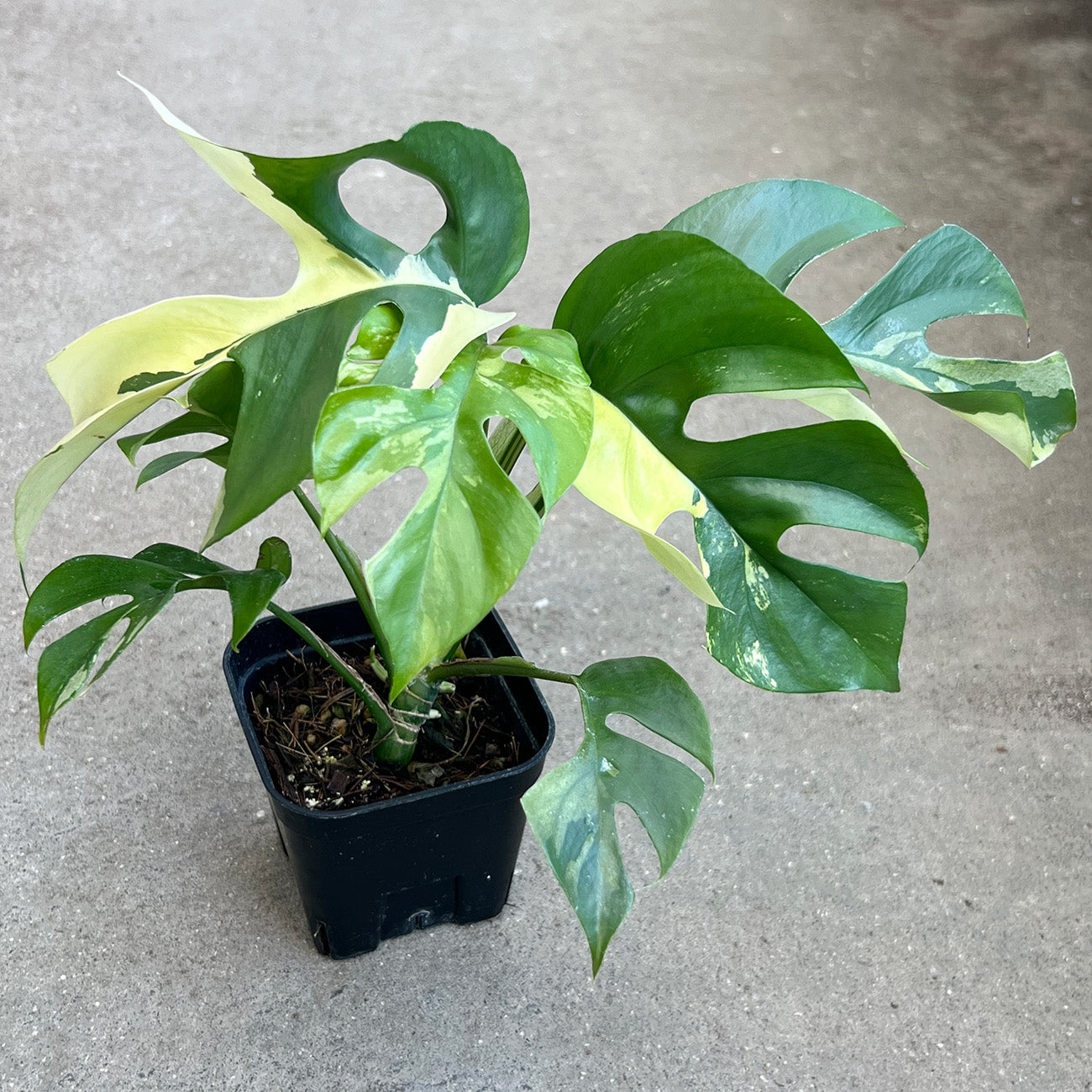 希少 観葉植物 ラフィドフォラ　 テトラスペルマ　ワイルドフォーム ラフィドフォラ テトラスペルマ 'ワイルドフォーム' | GREEN LUCK