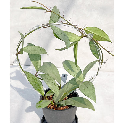 【現品販売】ホヤ プビカリクス シルバーゴースト Hoya Pubicalyx silver ghost  希少 レア  BLACK PLASTIC POT 4号 ねこチップ クリア トレリス 支柱 A