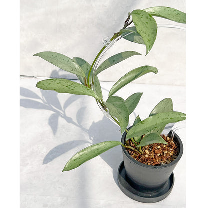 【現品販売】ホヤ プビカリクス シルバーゴースト Hoya Pubicalyx silver ghost  希少 レア  BLACK PLASTIC POT 4号 ねこチップ クリア トレリス 支柱 B