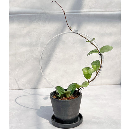 【現品販売】Hoya Carnosa Nova Ghost ホヤ カルノーサ ノバ ゴースト 希少 レア BLACK PLASTIC POT 4号 ねこチップ