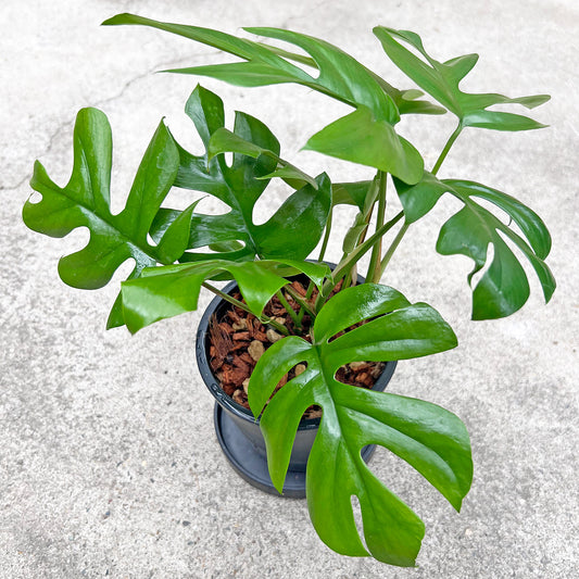 【現品販売】【ねこチップ】ヒメモンステラ 4号 ねこチップ BLACK PLASTIC POT 受け皿付き