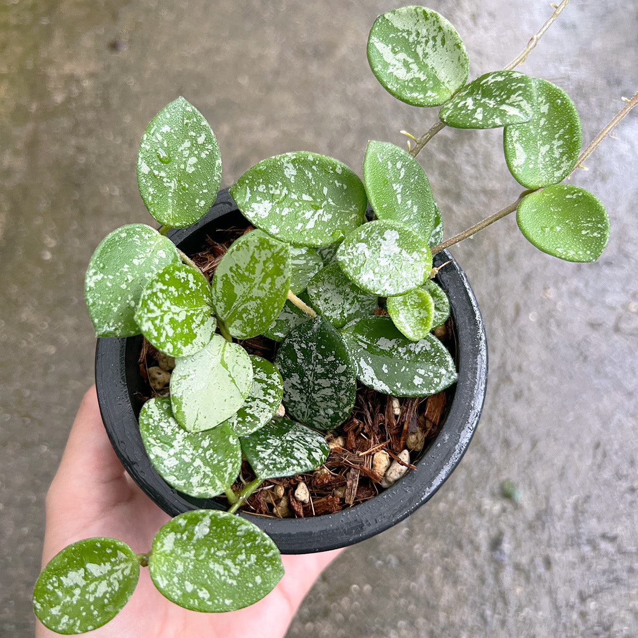 その他観葉植物 Nao 観葉植物 ドラセナ ソング オブ ジャマイカ 8号 リブバスケット