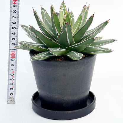 【現品販売】アガベ 笹雪 4号 直径約17cm BLACK PLASTIC POT 12cm×10cm  4号 黒 プラ鉢