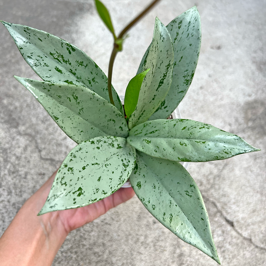 【現品販売】【ねこチップ】ホヤ プビカリクス シルバーゴースト Hoya Pubicalyx silver ghost 3号 スリット鉢 希少 レア ねこチップ