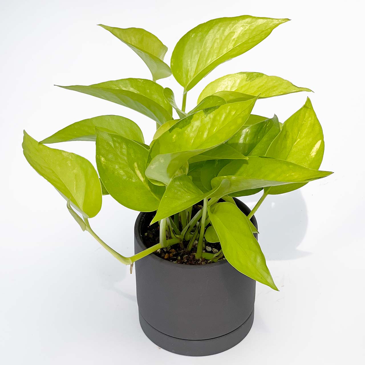 超超ロング❣️ライムポトス 鉢 超超ロング❣️ライムポトス 鉢